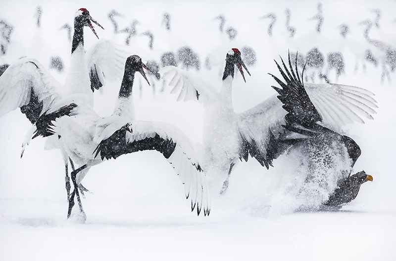 [鷹鶴大戰] 范慧玲