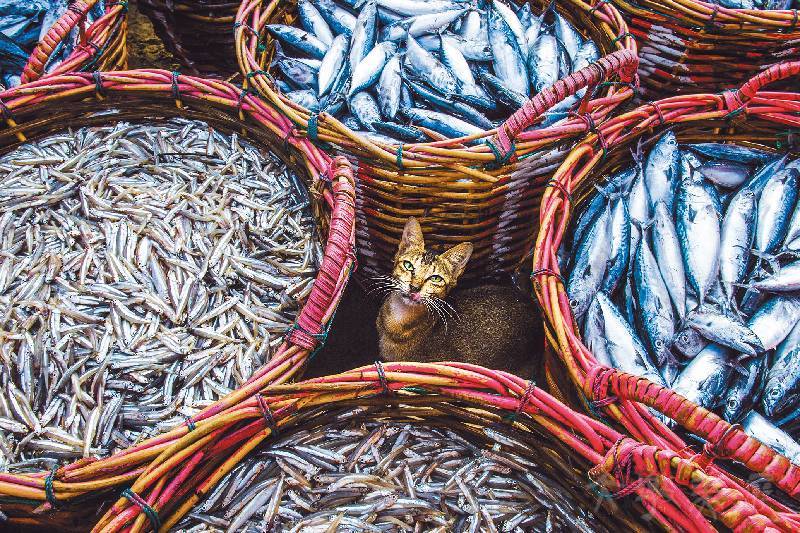 [生存與共存] 王淑禎