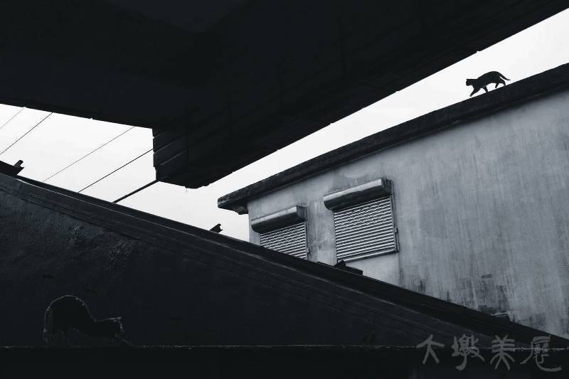 [屋頂上的貓] 楊麗芳